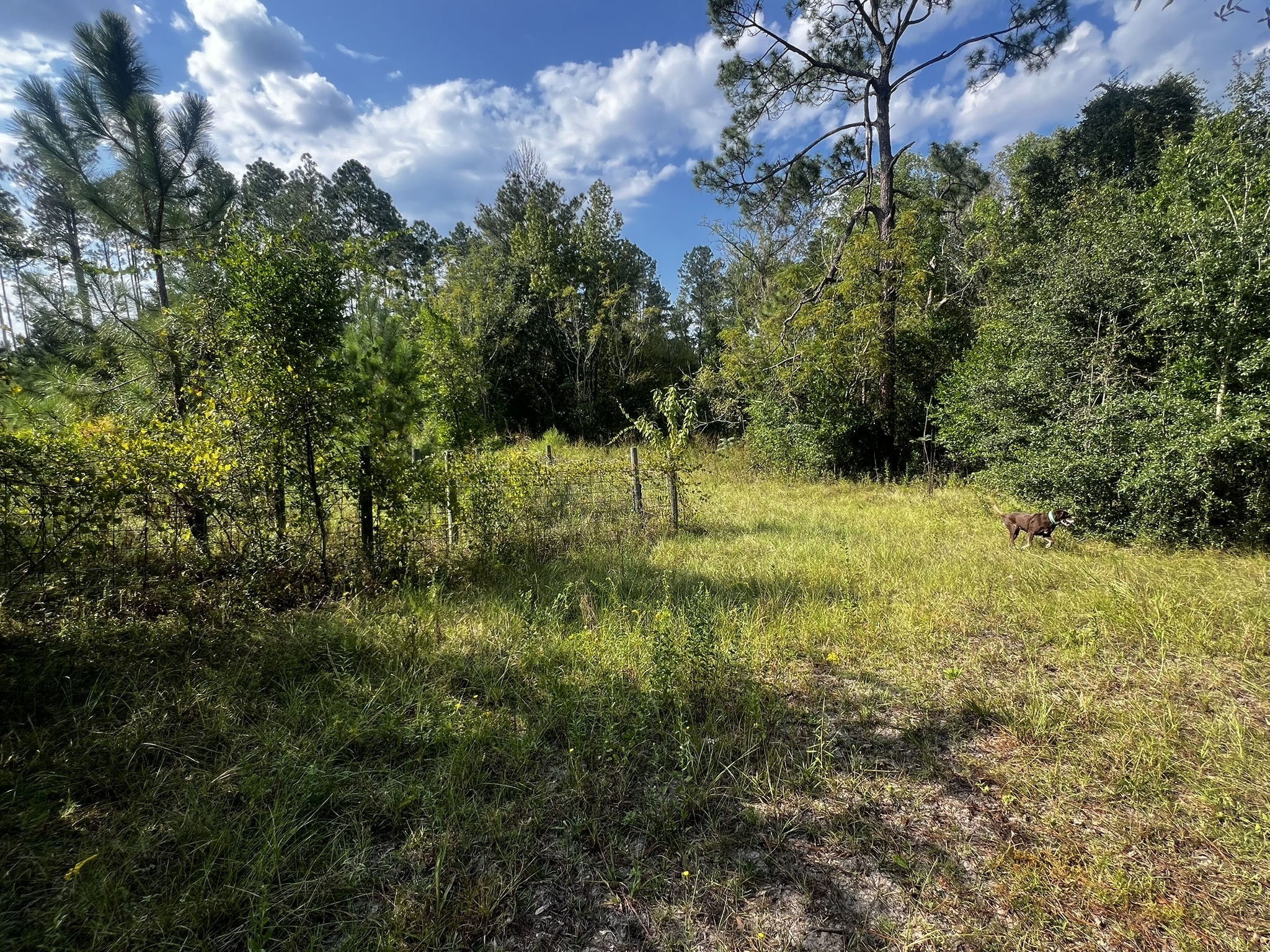 3288 New Hope Rd Odum GA 31555 image 1