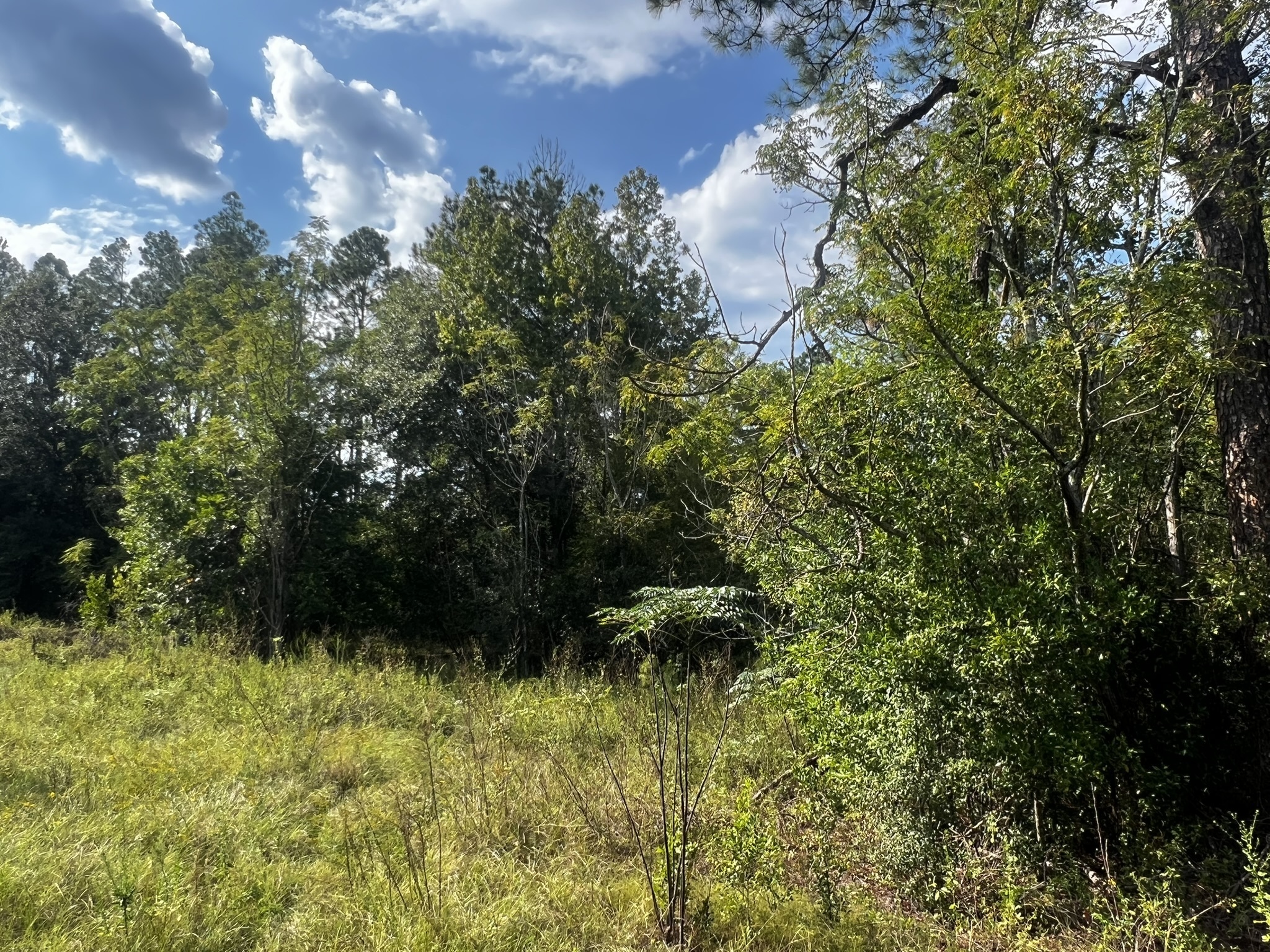 3288 New Hope Rd Odum GA 31555 image 4