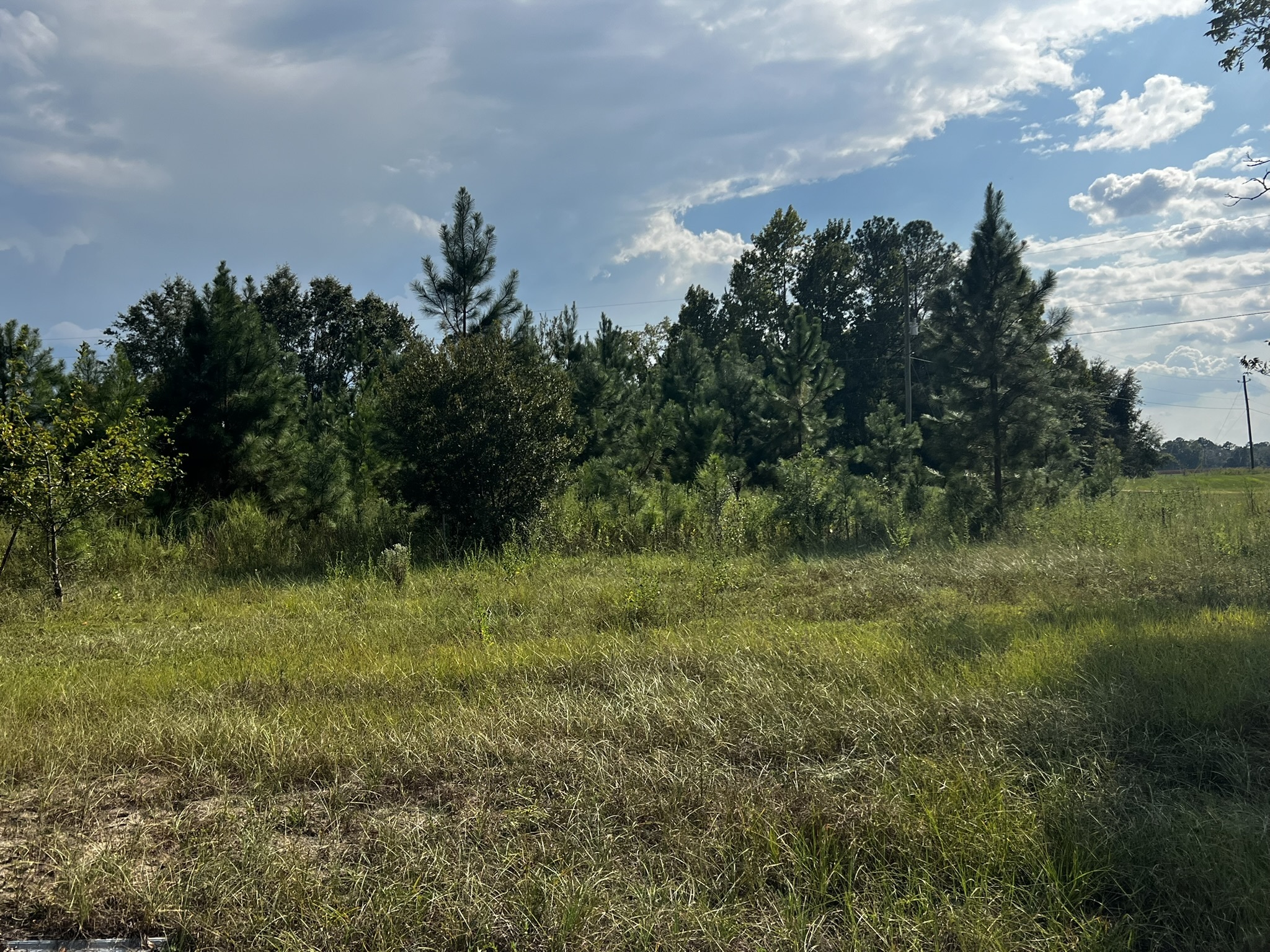 3288 New Hope Rd Odum GA 31555 image 3